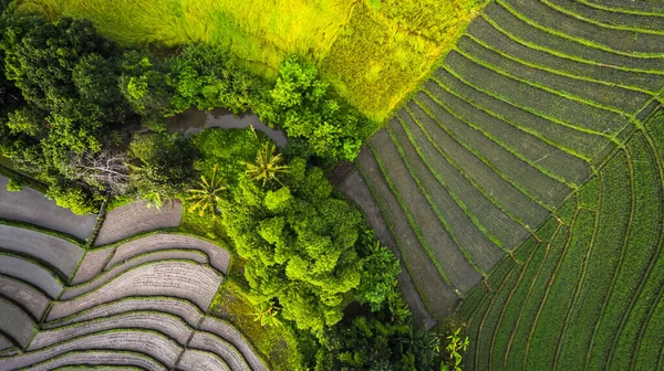 Rice Fields Bali Island Indonesia — Stock Photo, Image