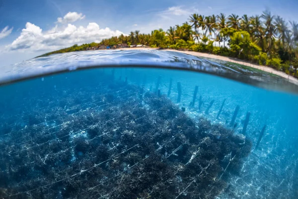 Undervattens Split Skott Havet Ogräs Trädgård Nusa Penida Bali Indonesien — Stockfoto