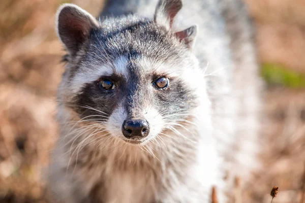 Close Shot Racoon Nature — Stock Photo, Image