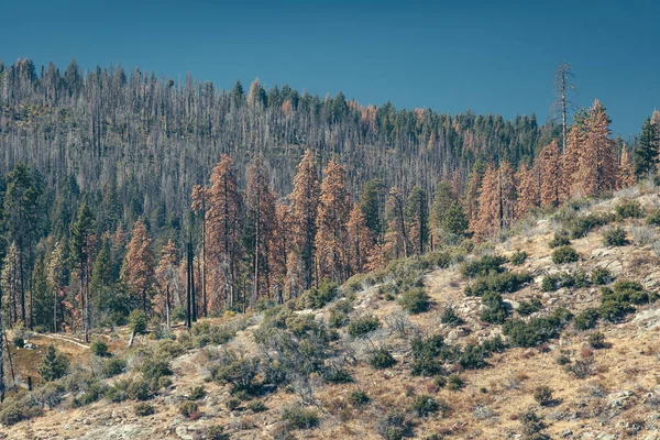Yosemite Ulusal Parkı Abd Deki Kozalaklı Orman Manzarası — Stok fotoğraf