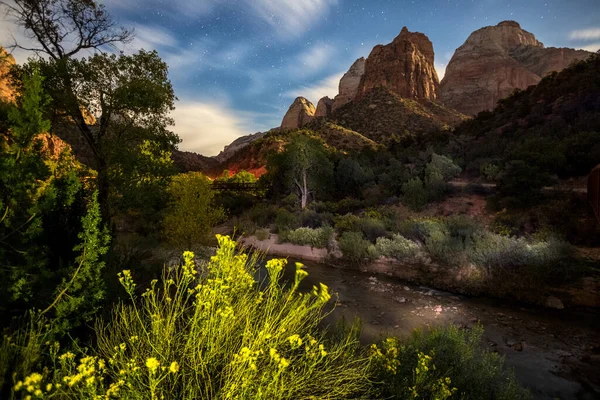 Zion Ulusal Parkı Nda Günbatımında Planda Bitki Var — Stok fotoğraf