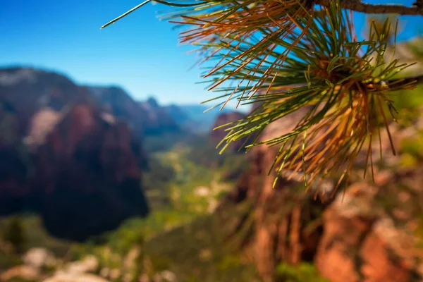 Nahaufnahme Eines Kiefernzweiges Mit Dem Zion Nationalpark Hintergrund Usa — Stockfoto