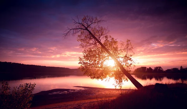 Calm Lake Autumn Tree Coast Sunset — Stock Photo, Image