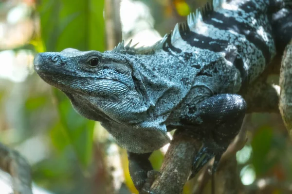 Iguana Árbol Con Fondo Verde Exuberante — Foto de Stock