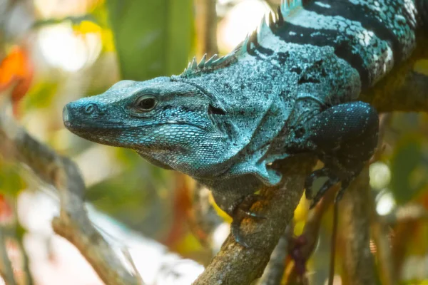 Iguana Árbol Con Antecedentes Naturales —  Fotos de Stock
