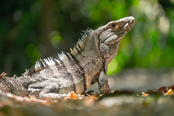 Iguana Medio Silvestre Con Fondo Natural Verde —  Fotos de Stock