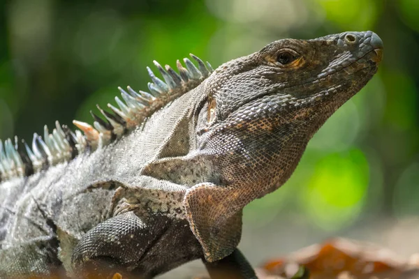 Cerrar Tiro Iguana Medio Silvestre Con Fondo Natural Verde — Foto de Stock