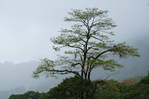 Drzewo Deszczowych Górach — Zdjęcie stockowe