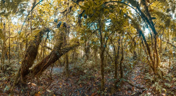 Panorama Den Tropiske Våte Skogen Med Buede Trær Lianer – stockfoto