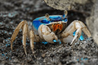 Blue land crab (Cardisoma guanhumi) guarding the burrow. Cahuita National Park, Costa Rica clipart