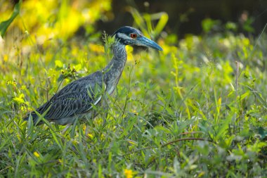 Sarı tacı takmış gece balıkçıl (Nyctanassa ihlali) yeşil çimen arka plan ile vahşi doğada