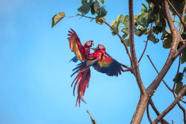 İki kırmızı papağan (Ara macao) biri arka planda mavi gökyüzü olan brunch.