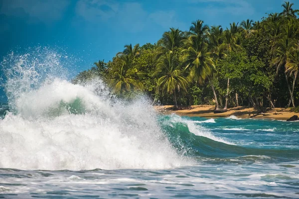 Caribische Kust Van Het Land Costa Rica Focus Bomen — Stockfoto