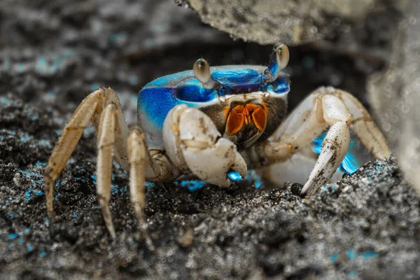 Blue Land Crab Cardisoma Guanhumi Guarding Burrow Cahuita National Park — Stock Photo, Image