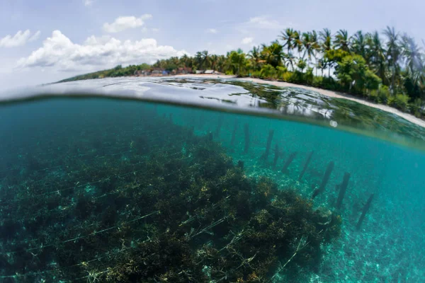 Podwodne Ujęcie Ogrodu Wodnego Wyspie Nusa Penida Indonezja — Zdjęcie stockowe