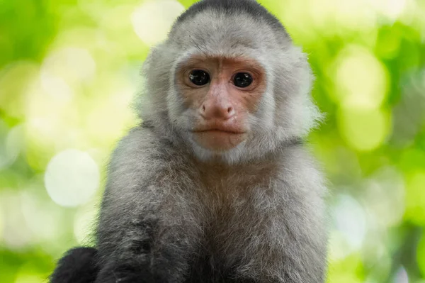 Witte Kapucijnaap Cebus Capucinus Het Wild Met Een Natuurlijke Achtergrond — Stockfoto