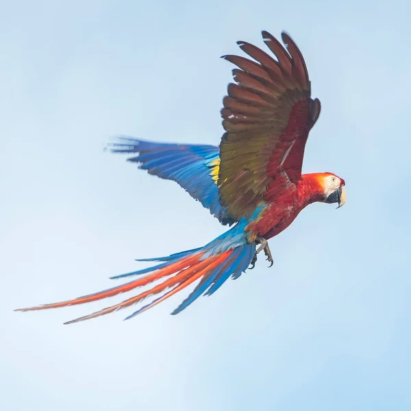 Papuga Niebie Szkarłatna Makau Ara Macao Lecąca Błękitnym Czystym Niebem — Zdjęcie stockowe
