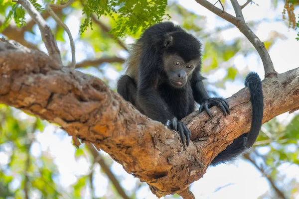 Aullidos Mantenidos Alouatta Palliata Mono Aullador Oro Árbol — Foto de Stock