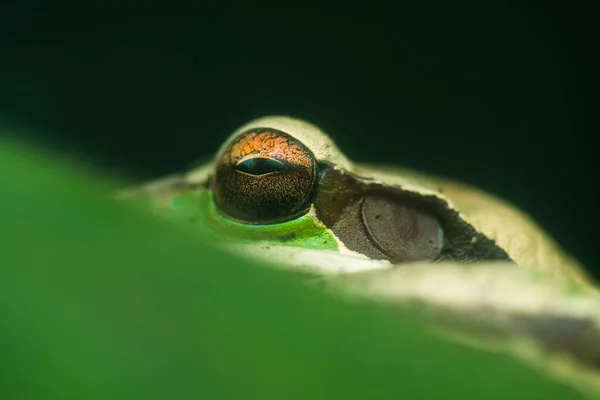 Extreme Makroaufnahme Des Froschauges — Stockfoto