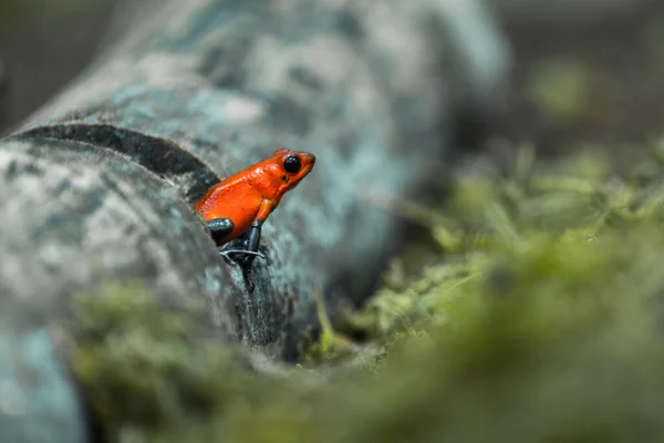 Çilek Zehirli Kurbağası Oophaga Pumilio Eski Adıyla Dendrobates Pumilio — Stok fotoğraf