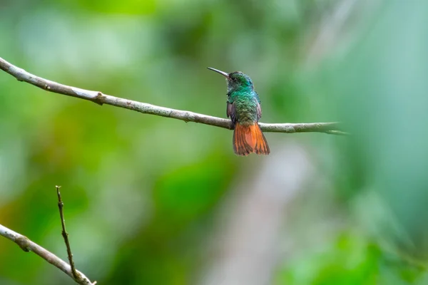 Rufous Tailed Hummingbird Amazilia Tzacatl Sits Branch Costa Rica — Stock Photo, Image