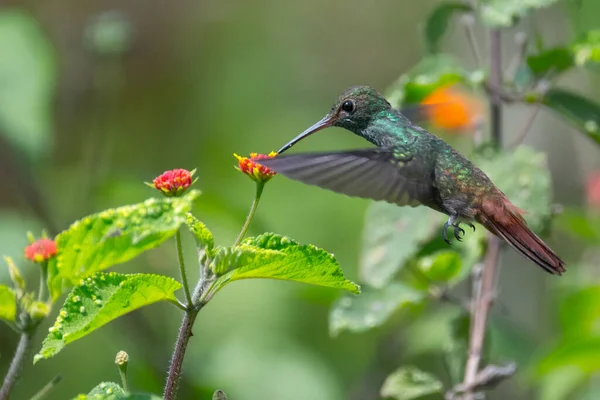 Rufous Tailed Hummingbird Amazilia Tzacatl Feeds Wild Costa Rica — Foto de Stock