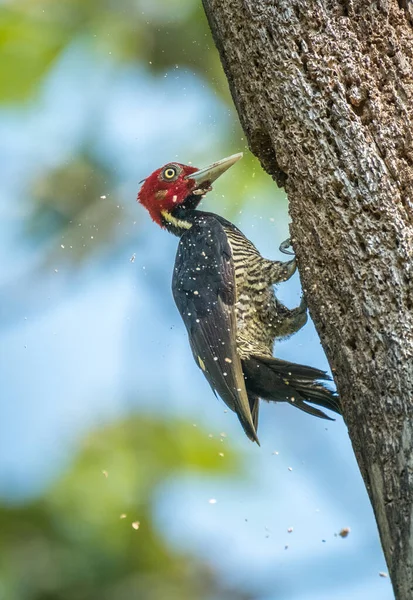 柏木啄木鸟 Campephilus Guatemalensis 在树上筑洞 哥斯达黎加 — 图库照片