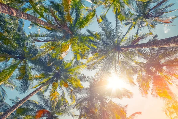 Palmy Słoneczny Dzień — Zdjęcie stockowe