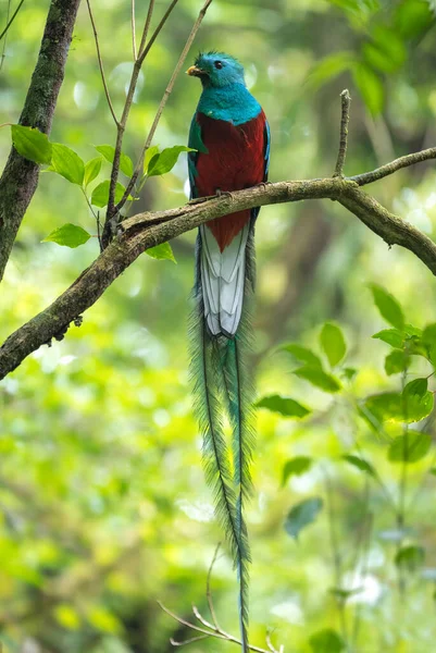 Man Praktfull Quetzal Pharomachrus Mocinno Sitter Gren Skogen Jordgubbar — Stockfoto