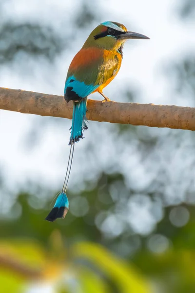 Turkos Brynt Motmot Sitter Trädets Gren Eumomota Superciliosa — Stockfoto