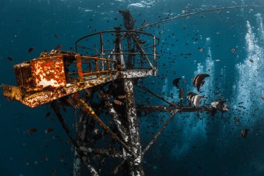 Tayland 'ın Koh Chang adası yakınlarındaki gemi enkazının sualtı görüntüsü.