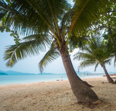 Tropik sahilde palmiye ağaçları