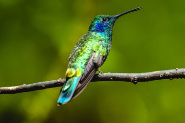Küçük menekşe (Colibri siyanotus) sinekkuşu dalda oturur. Kosta Rika