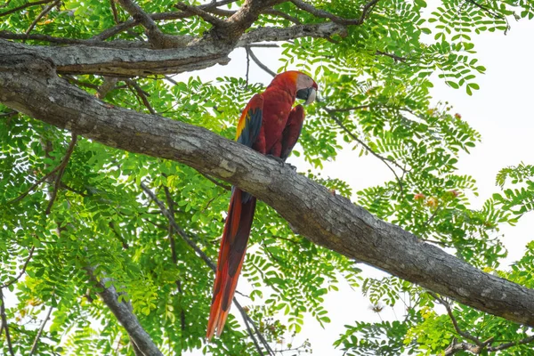 Scarlet Macaw Ara Macao Που Κάθεται Στο Κλαδί Του Δέντρου — Φωτογραφία Αρχείου