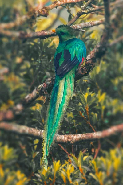 Resplendente Quetzal Masculino Senta Árvore Costa Rica Pharomachrus Mocinno — Fotografia de Stock