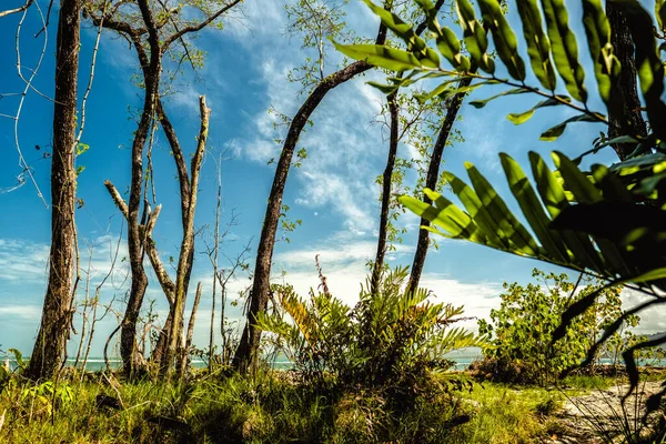 Costa Del Mar Con Tronco Árboles Plantas — Foto de Stock