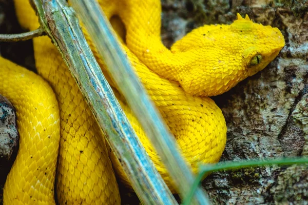 Serpiente Amarilla Suelo — Foto de Stock