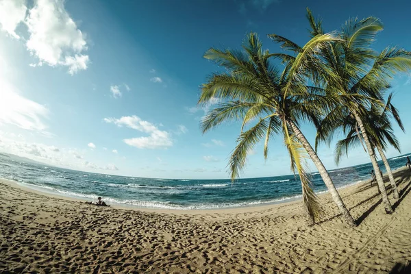 Paumes Arbres Sur Plage — Photo