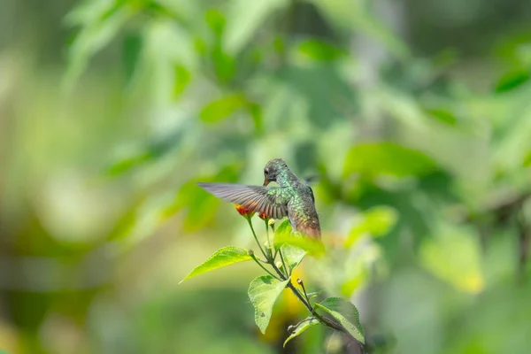 Rufous Ocas Kolibřík Amazilia Tzacatl Krmí Volné Přírodě Kostarika — Stock fotografie