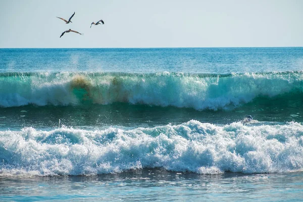 Vögel Fliegen Über Brechende Welle — Stockfoto