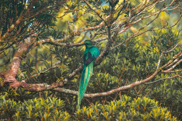 Resplendent Quetzal Pharomachrus Mocinno Male Sits Tree Costa Rica — Stock Photo, Image