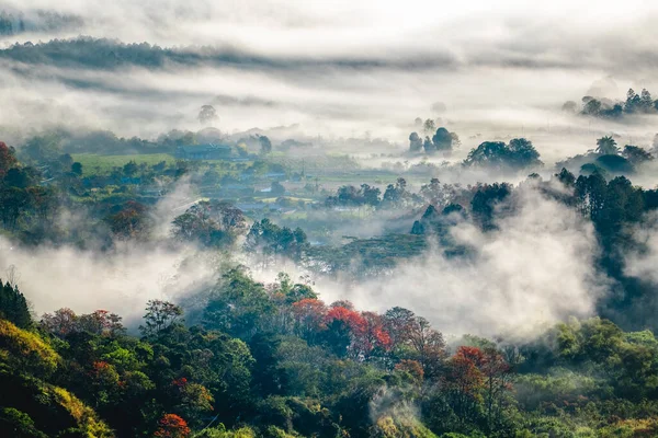 Foresta Nella Foschia Mattutina — Foto Stock