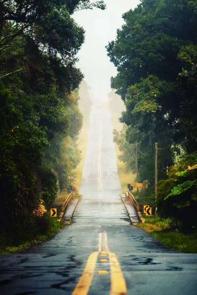 Estrada Asfáltica Com Ponte Entre Uma Floresta Tropical — Fotografia de Stock