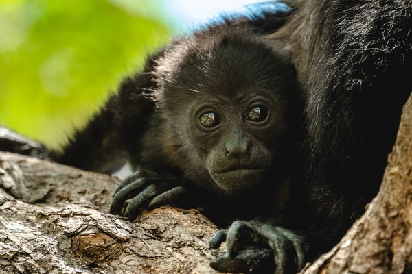 Mantolu Uluyan Alouatta Palliata Altın Mantolu Ağaçta Uluyan Maymun Yavrusu — Stok fotoğraf