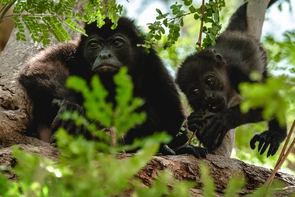 Aullidos Mantenidos Alouatta Palliata Mujer Mono Aullador Oro Con Bebé — Foto de Stock