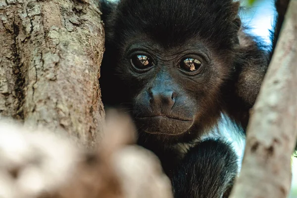 Aullidos Mantenidos Alouatta Palliata Niño Mono Aullador Oro Manchado Árbol — Foto de Stock