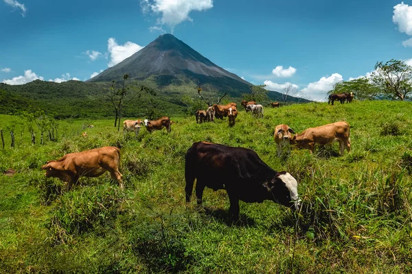 Cows Grazing Fresh Green Grass Meadow Volcano Arenal Background Costa — Stock Photo, Image
