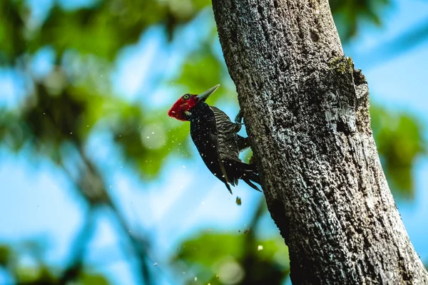Pale Billed Woodpecker Campephilus Guatemalensis Building Hole Tree Коста Рика — стокове фото
