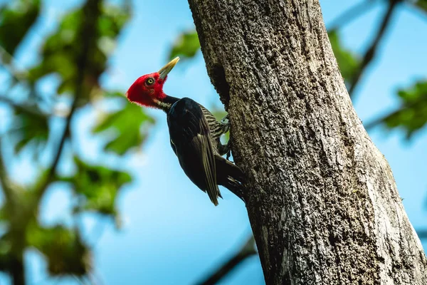 柏木啄木鸟 Campephilus Guatemalensis 在树上筑洞 哥斯达黎加 — 图库照片