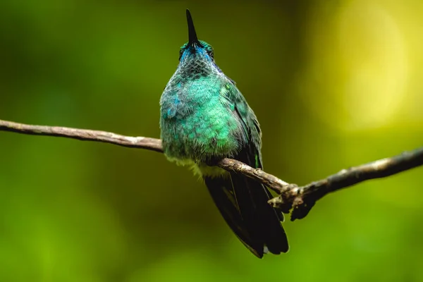 Mindre Violett Colibri Cyanotus Kolibri Kolibri Sitter Grenen Jordgubbar — Stockfoto